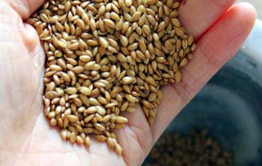 flaxseeds for weight loss